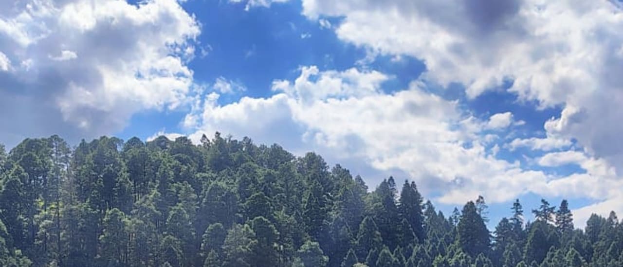 Ladera de pinos sobre el valle donde está la hacienda